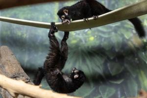 091026-owh-new-lemur-cm-02.JPG