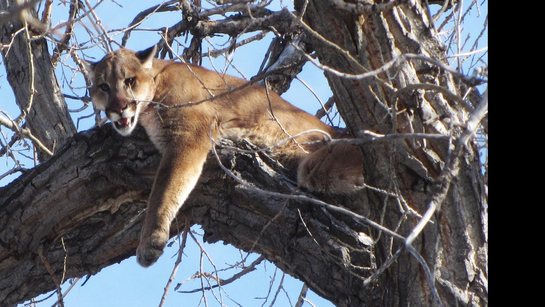 Mountain Lion Hunting Season Planned For 2020 In Northwest