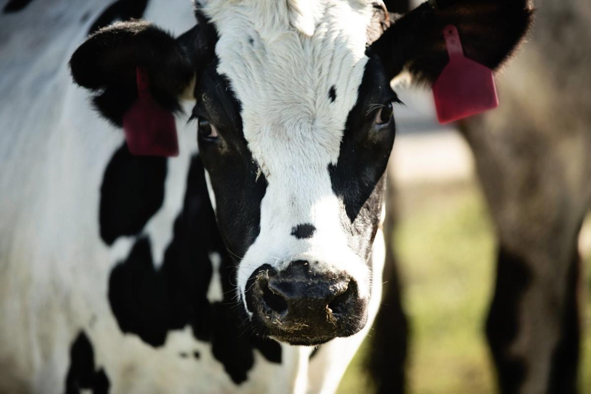 043021-owh-new-cows