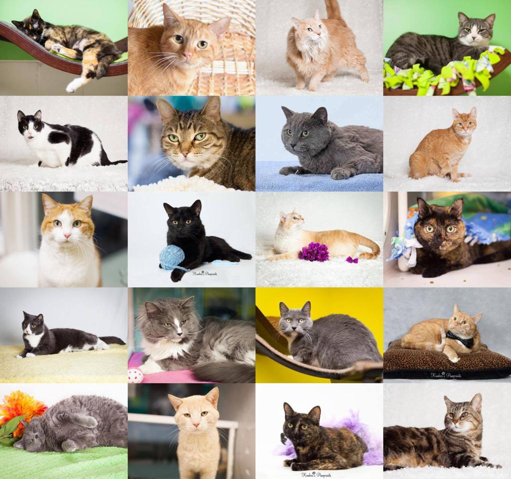 Cats Cost 50 Percent Less To Adopt Through Sunday At The Nebraska