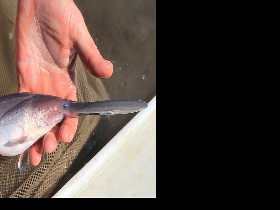 Paddlefish stocking in Central Nebraska Canal System Outdoors
