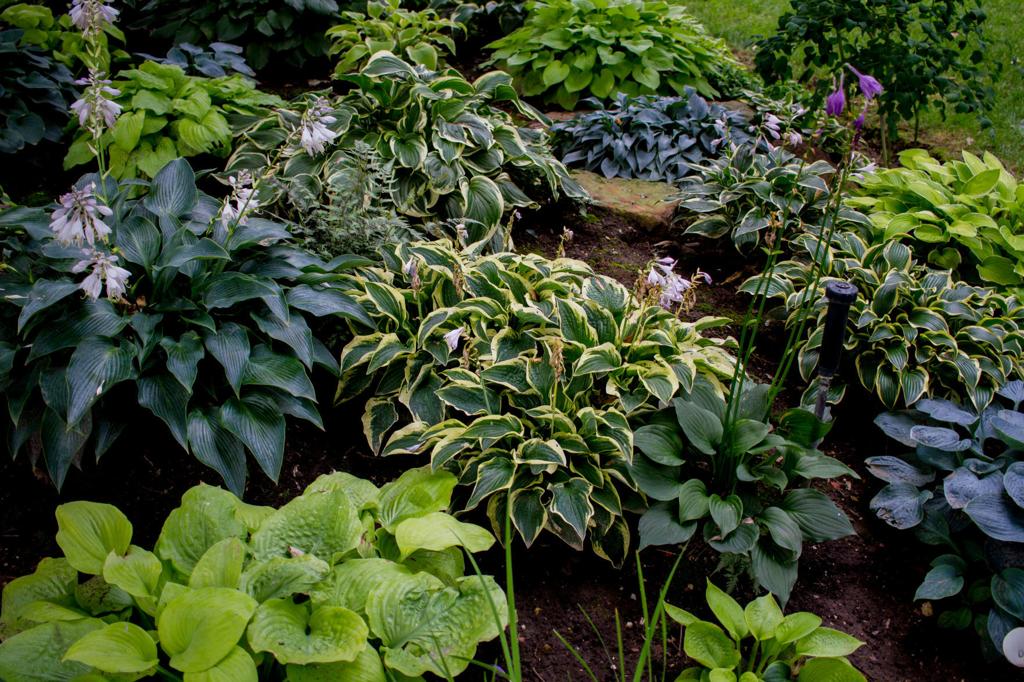 700 Hostas In One Man S Garden Yeah But That S Nothing Would