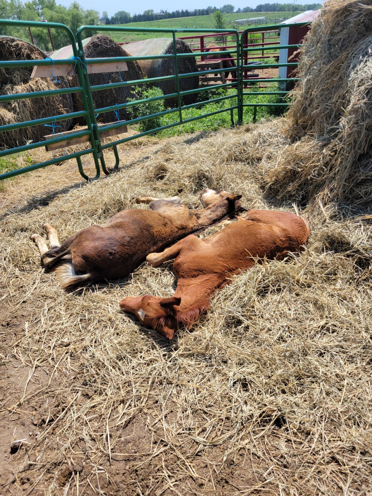 After Nebraska vet was charged with neglect seized horses are