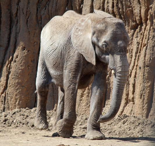 How Do Elephants Breed at the Zoo?