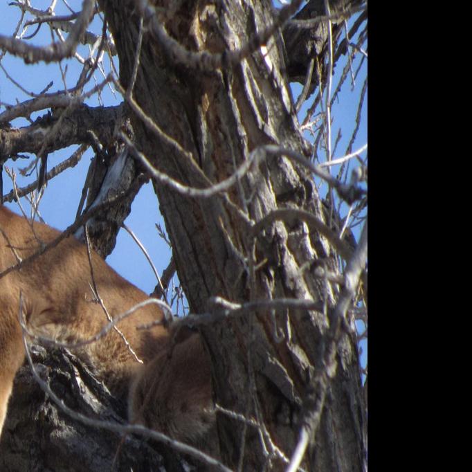 Rifle Shot Scares Off Mountain Lion In Fullerton Nebraska State