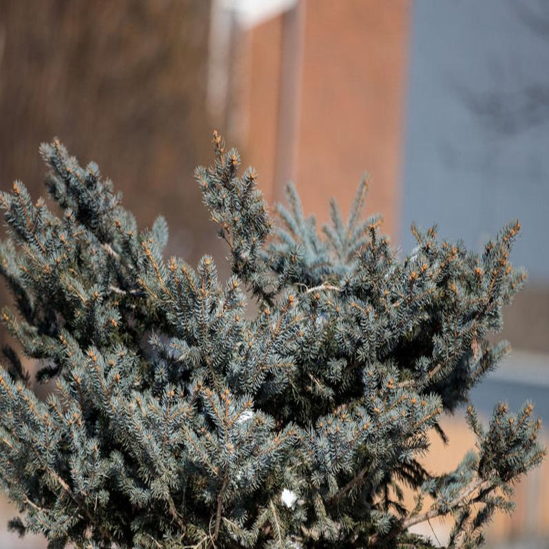 Thieves Cut Top Off Blue Spruce Tree At West Omaha Event Center Crime Courts Omaha Com
