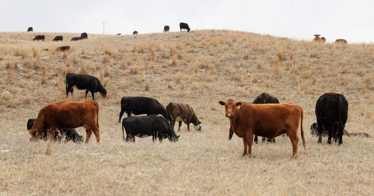 Nebraska GOP lawmakers rip Trump decision to allow tariff-free foreign ...