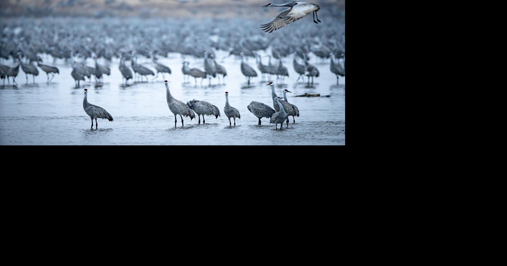 First whooping cranes appear with huge number of sandhill cranes in ...