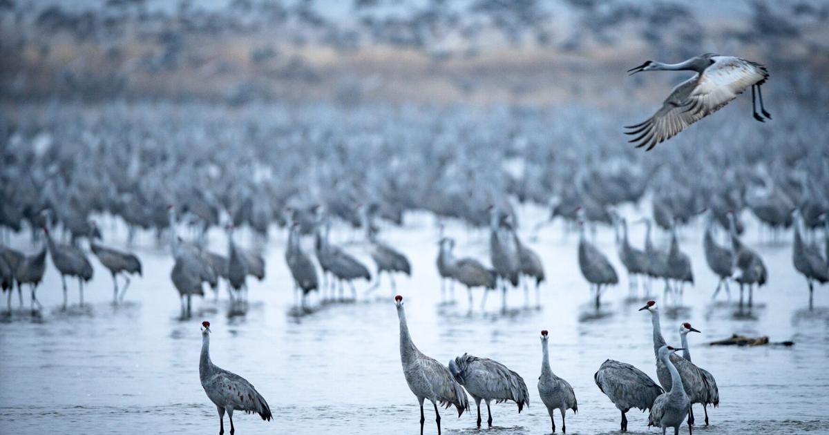 First whooping cranes appear with huge number of sandhill cranes in ...