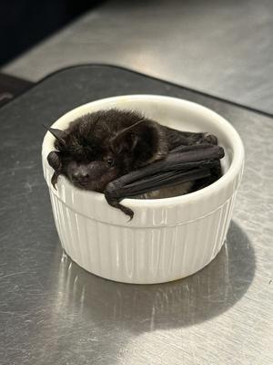 bat.jpg.jpeg