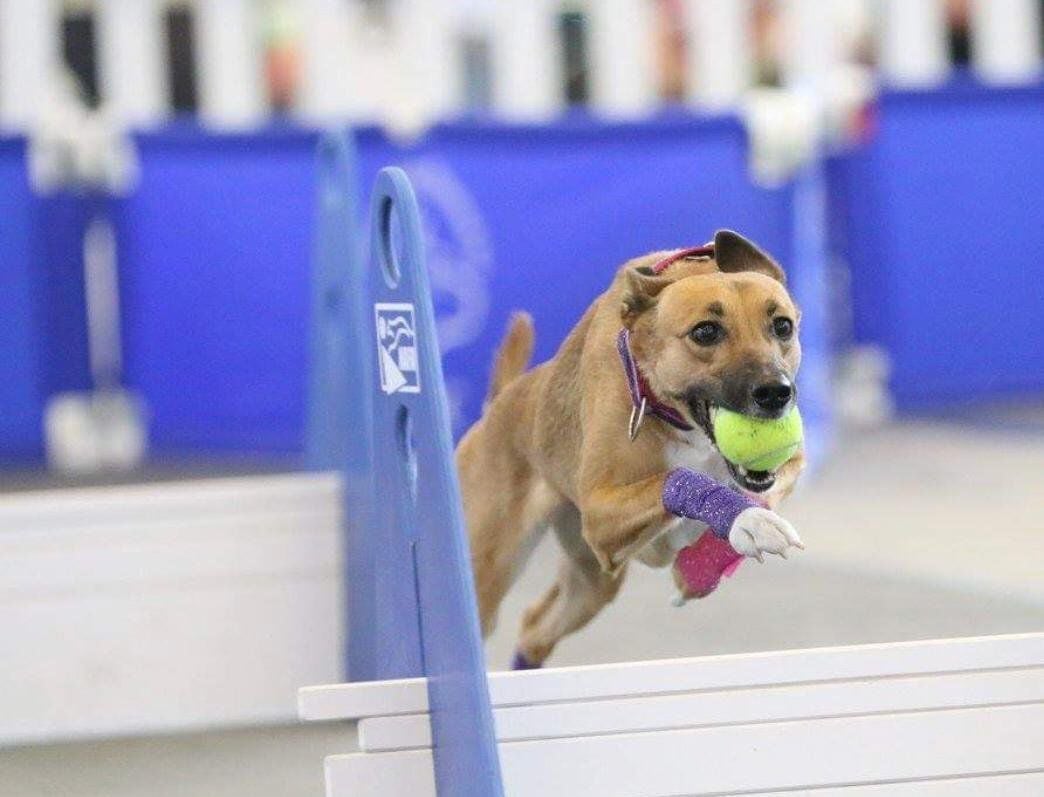 flyball dog sport