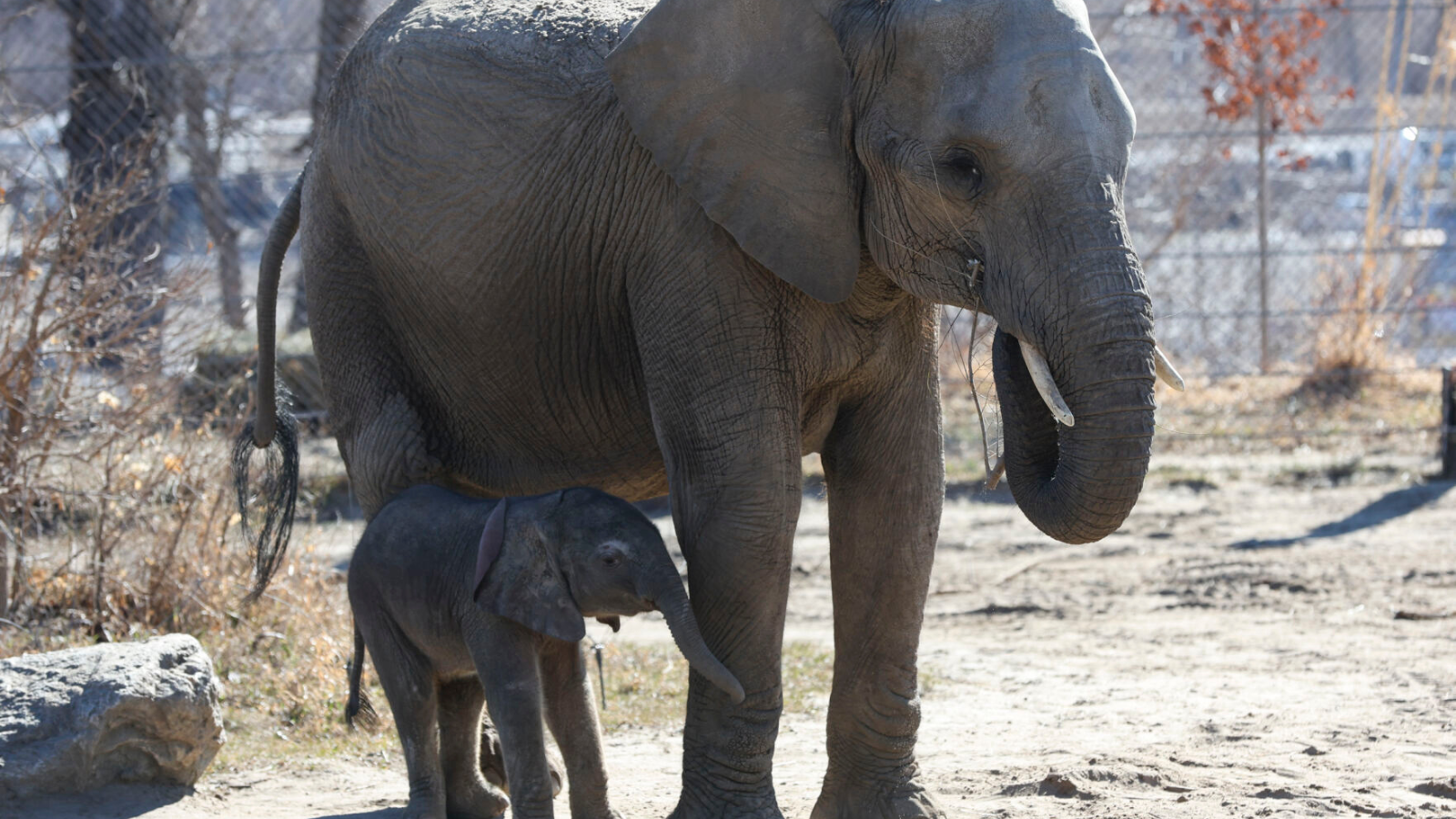 Baby Elephant At Omaha Zoo Gets A Name