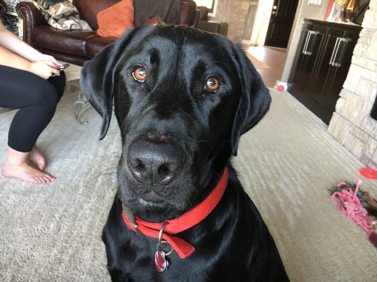 Dog for 11/27/19