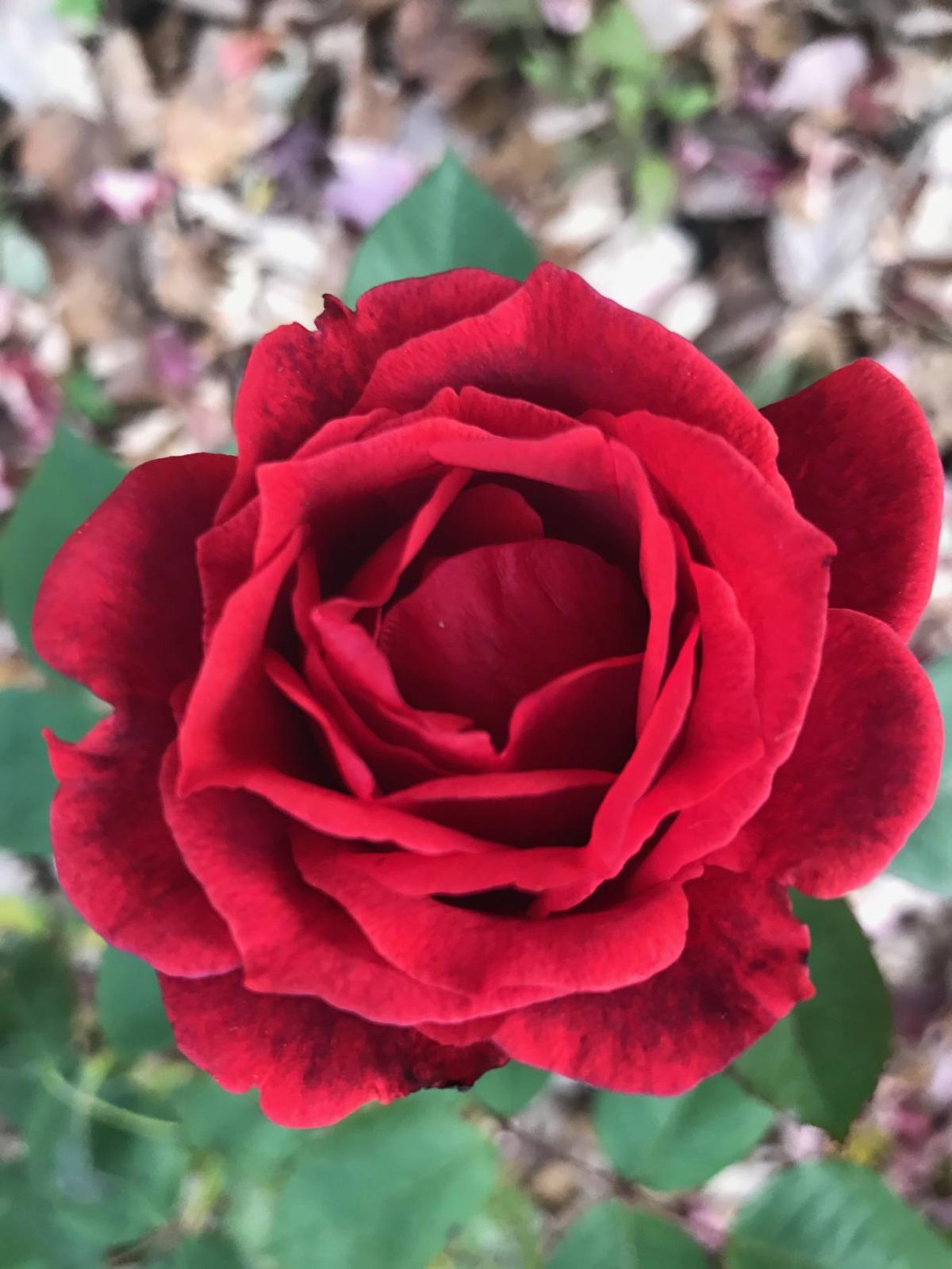 Mulching keeps your roses safe while they sleep the winter away