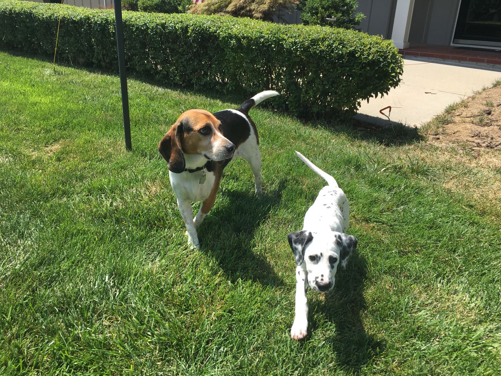 dog suddenly eating grass