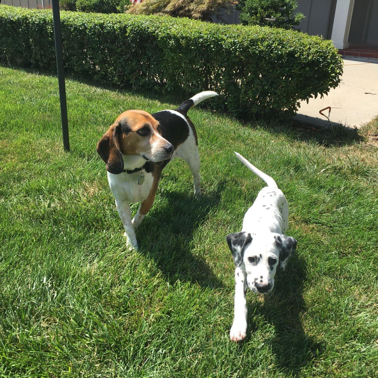 Dog Gone Problems Our Dogs Suddenly Won T Walk On The Grass