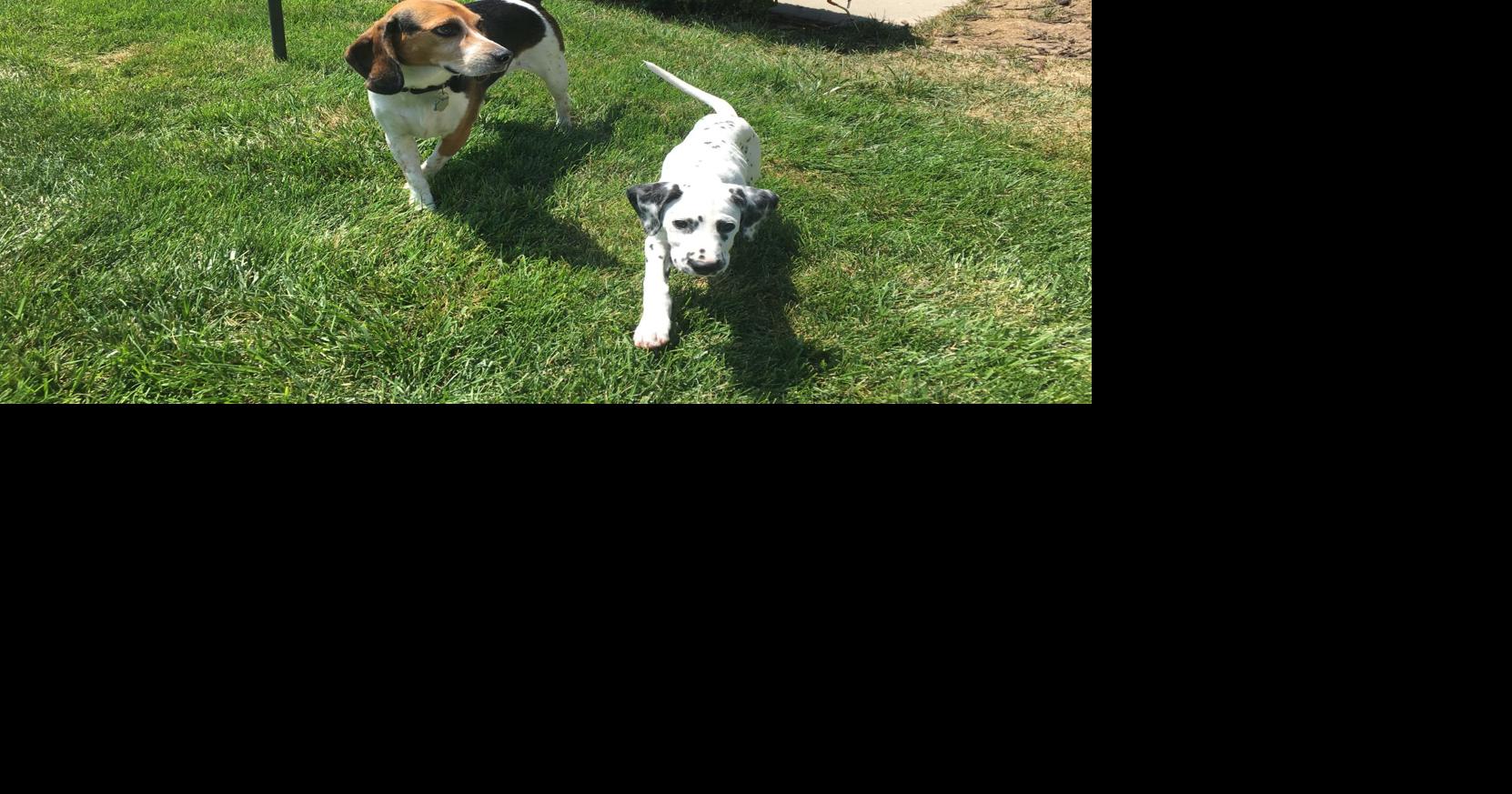 Dog Gone Problems Our dogs suddenly won't walk on the grass