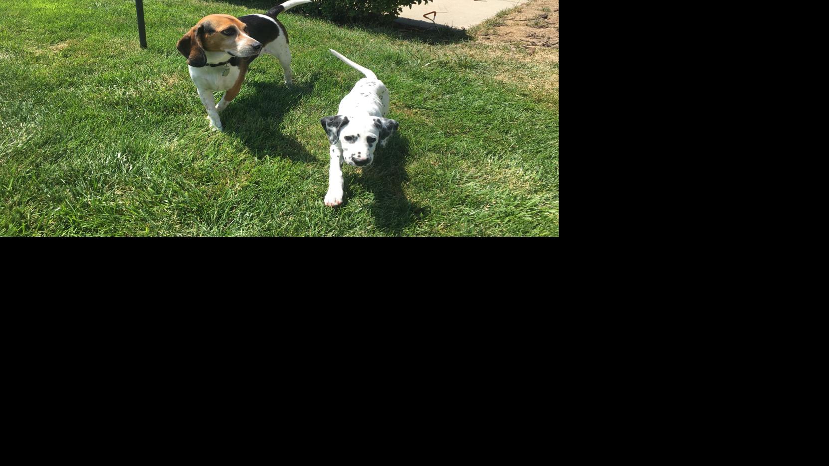 Dog Gone Problems Our dogs suddenly won't walk on the grass Blogs