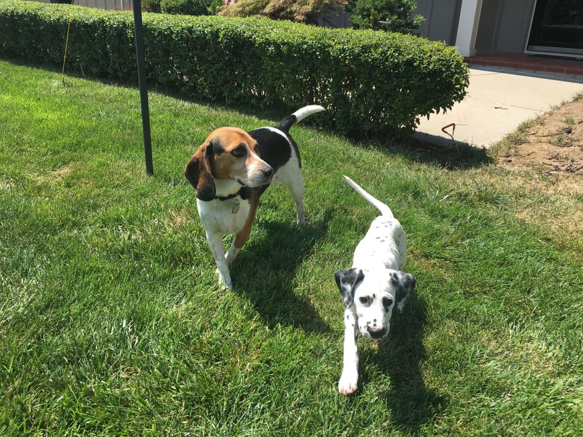 Dog Gone Problems Our Dogs Suddenly Won T Walk On The Grass Blogs Omaha Com