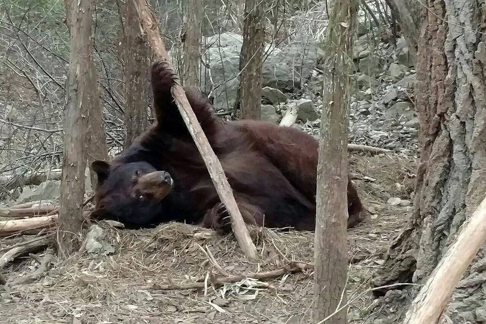 Done with your Christmas tree? Omaha zoo is now accepting few to be