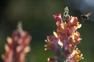 Lincoln Sunken Gardens