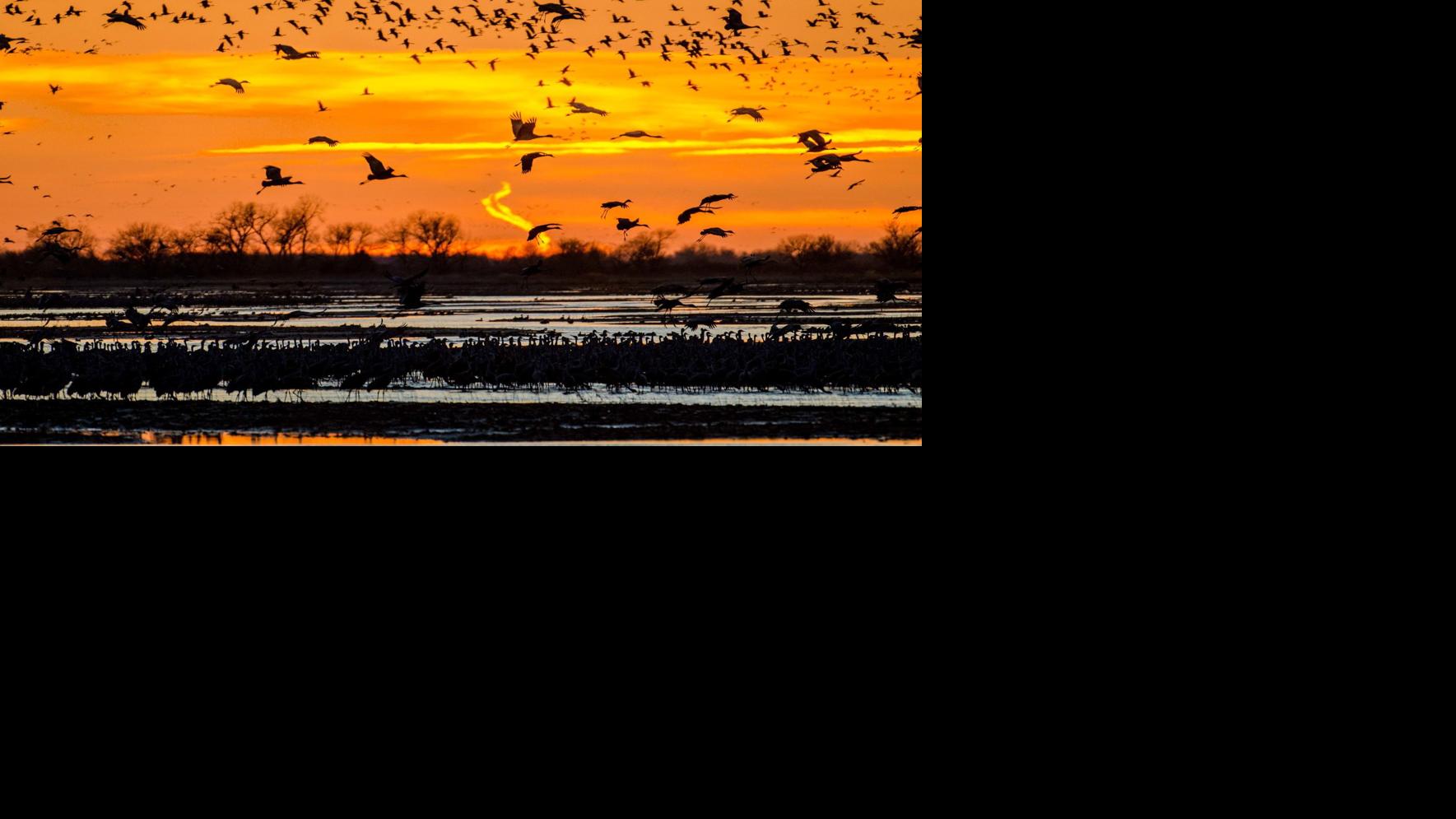 The sandhill cranes migration returns to Nebraska 'It takes your breath away' Ornithology