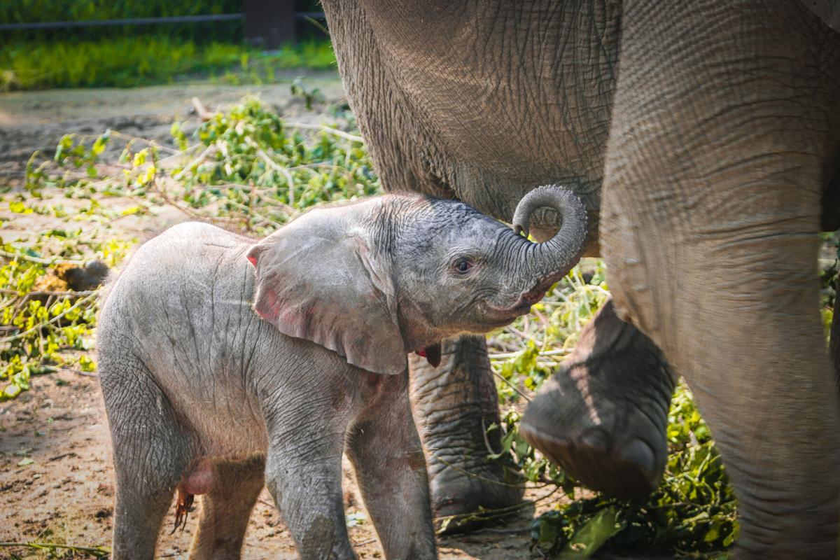 Omaha's Henry Doorly Zoo and Aquarium names new baby elephant
