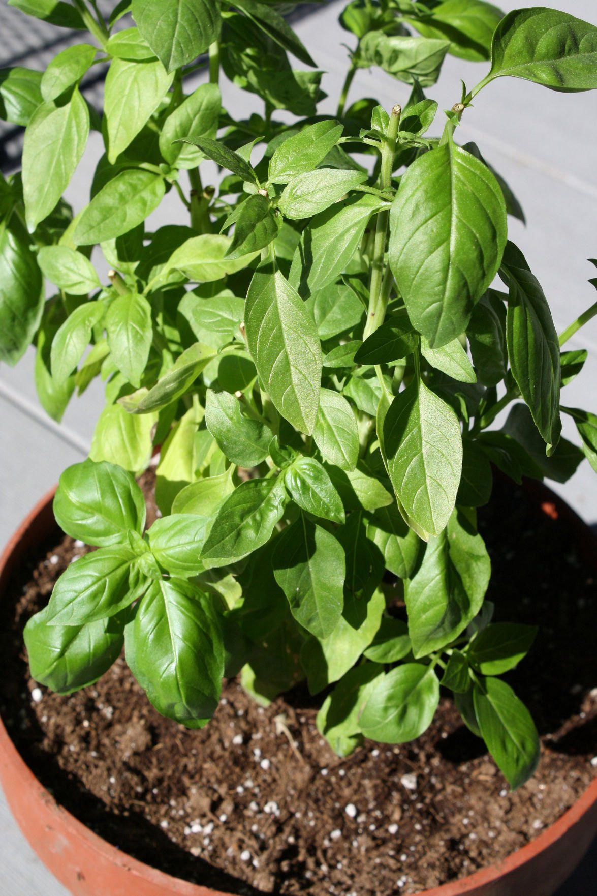 Riggenbach Beware of disease with sweet basil