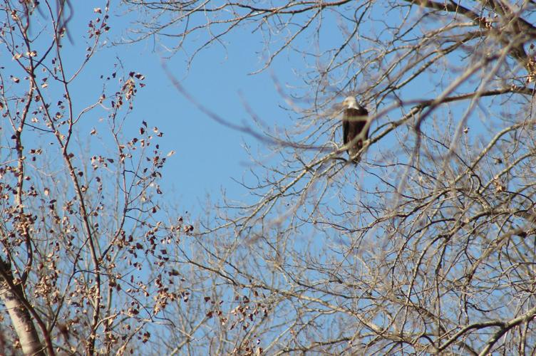 010423-gb-news-bird-count-p10.JPG