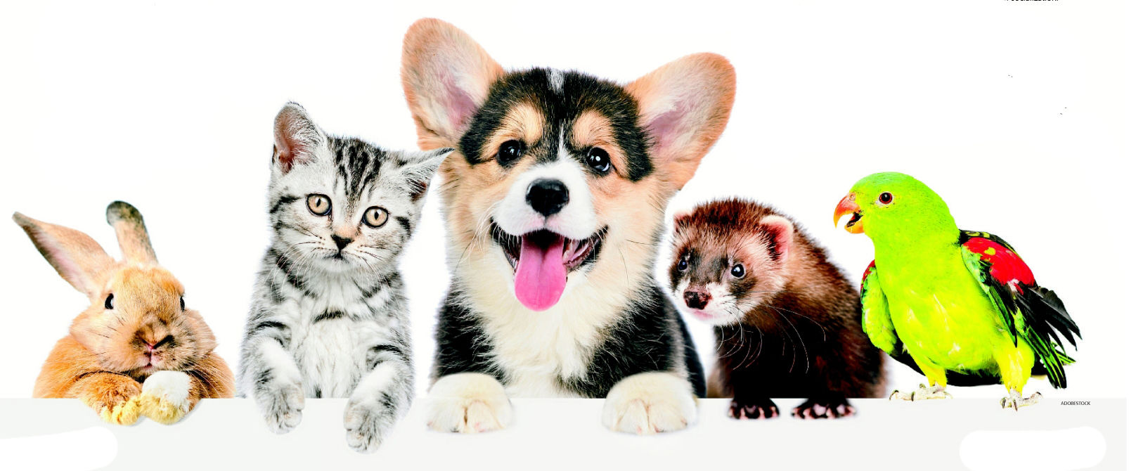 chilly dog cable dog sweater