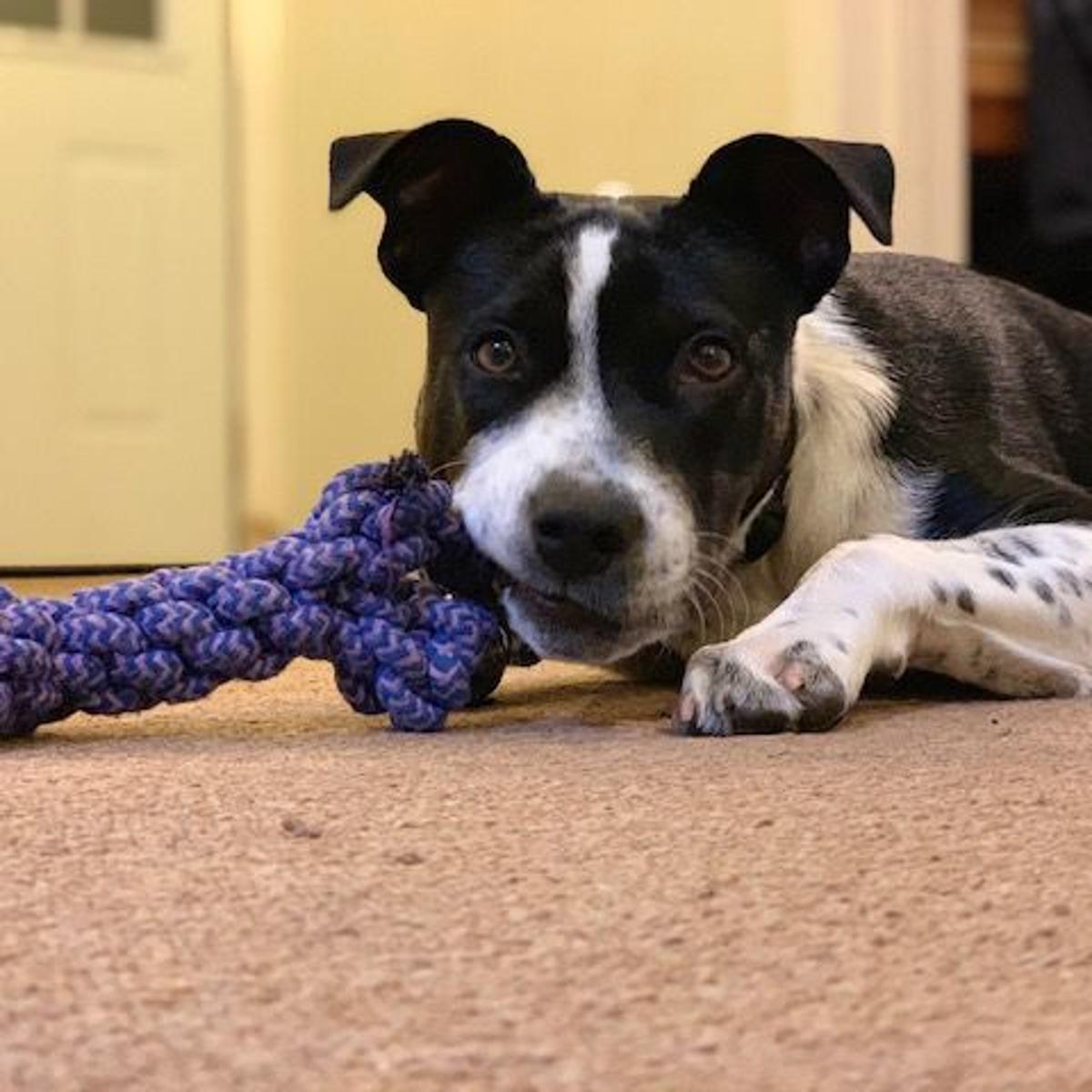 Dog Gone Problems Tips To Stop A Puppy From Nipping Momaha Omaha Com