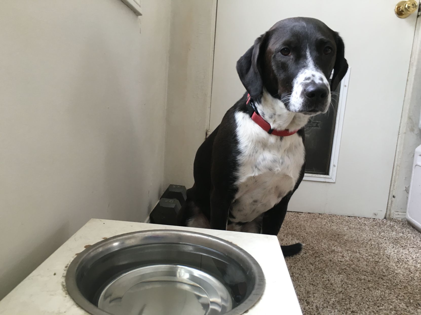 Water bowl for outlet sloppy dogs