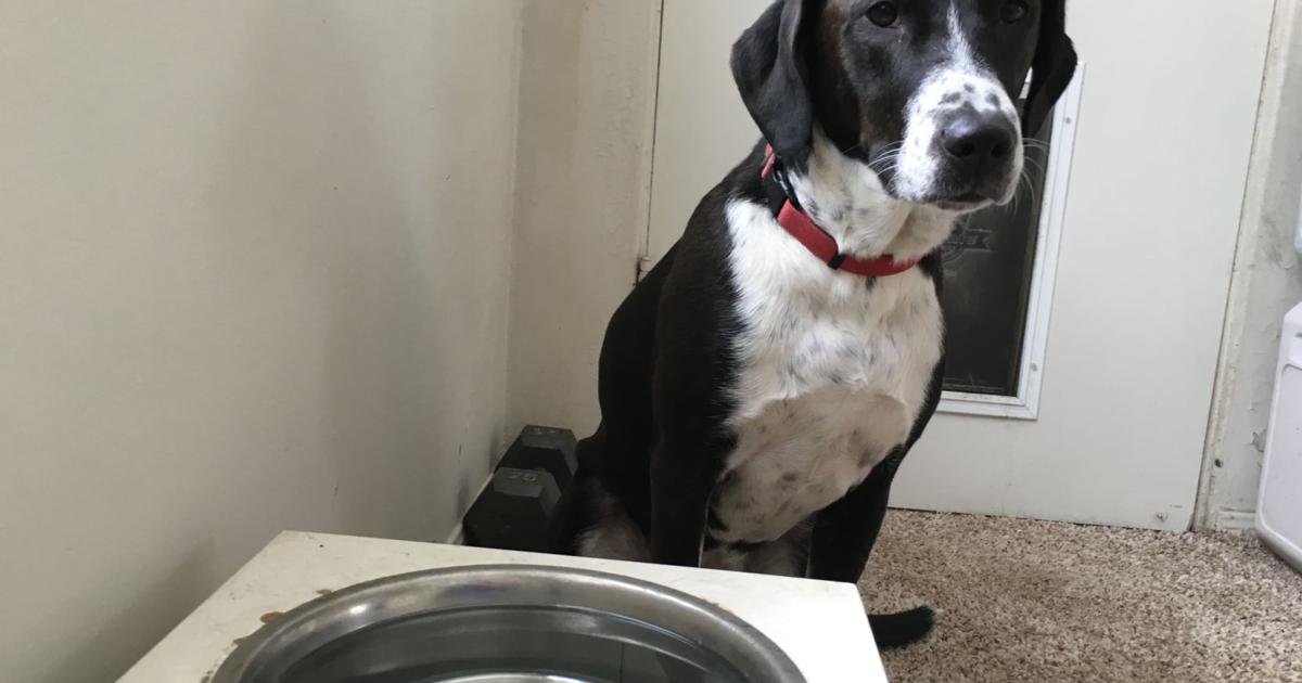 Dog Gone Problems: Our dogs make a mess when drinking water | Momaha | omaha.com