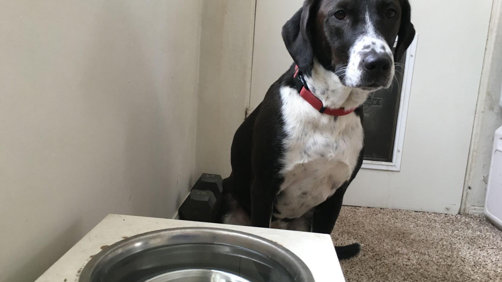 Dog Gone Problems Our Dogs Make A Mess When Drinking Water Momaha Omaha Com