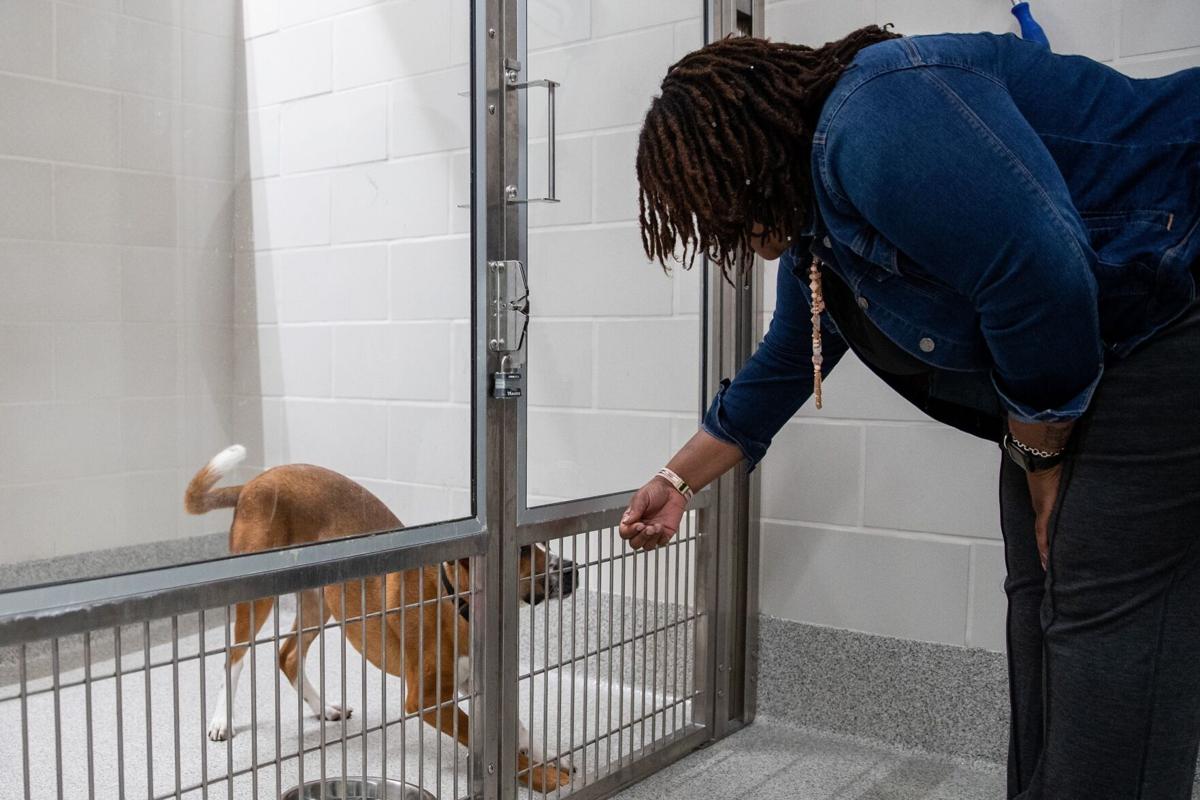 10 neglected dogs rescued and transported to the Nebraska Humane