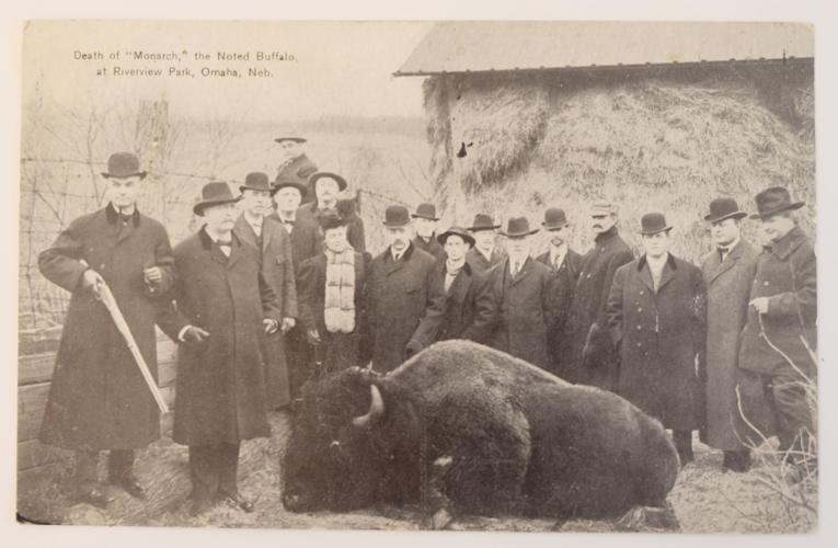 Meet Monarch, the Omaha buffalo who had a 'death warrant