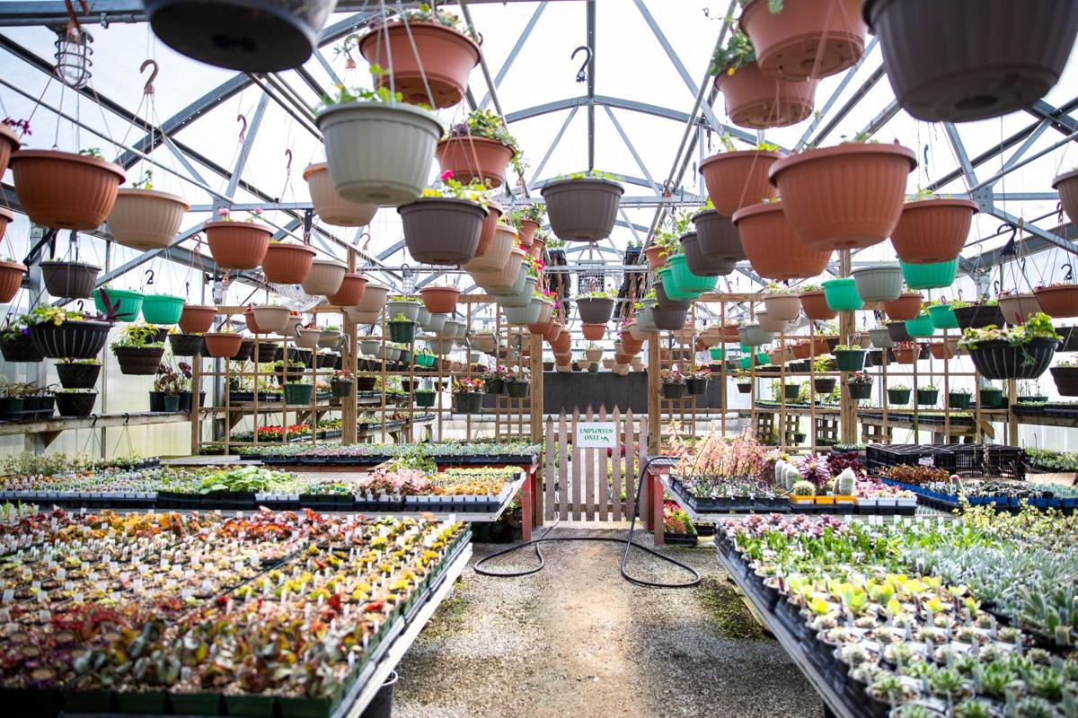 You won't find your usual plants at this Lincoln greenhouse