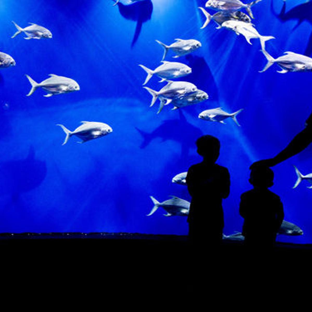Omaha Zoo Ranked No 2 In The Country According To Usa