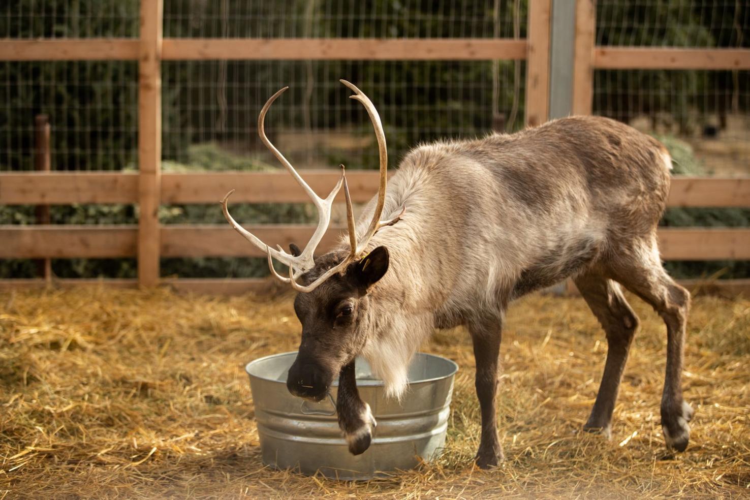Photos Christmas Reindeer Visit Mulhalls In Omaha