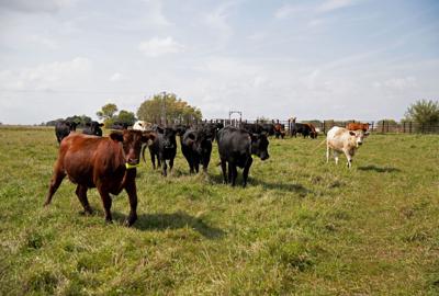 The State of Beef: Much-maligned cattle now have chance to be part of climate solution