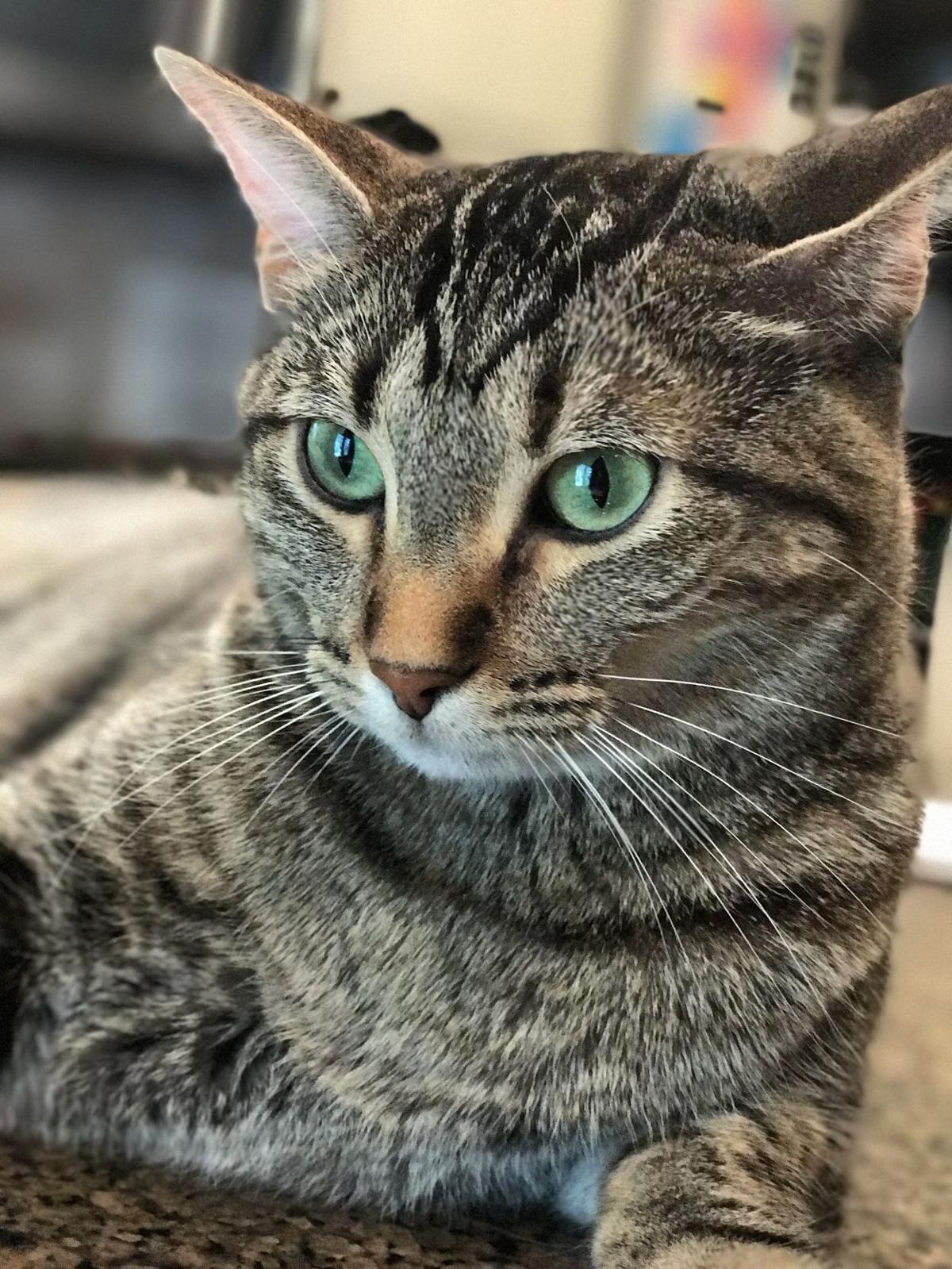 At Omaha cat cafe you could drink coffee and cuddle At Omaha cat cafe you could drink coffee and cuddle
