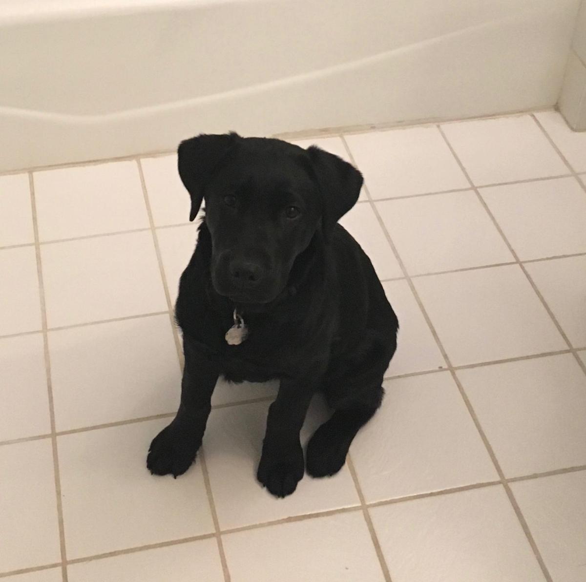 Lab Puppy Training To Be Service Dog Reunited With Omaha Family After He Was Missing 9 Days Live Well Nebraska Omaha Com