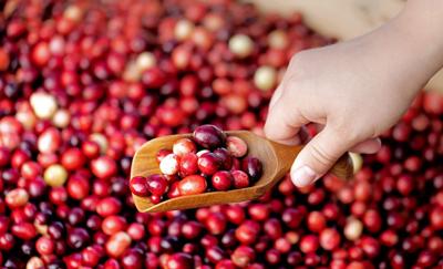 Issue No. 38: Cranberries in Wisconsin