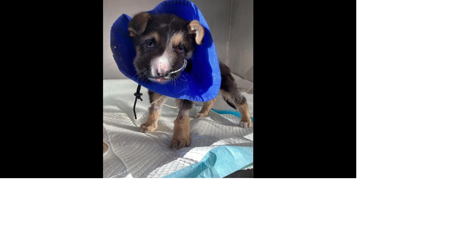 Muddy Paws Rescue offering free parvovirus and distemper vaccine clinics