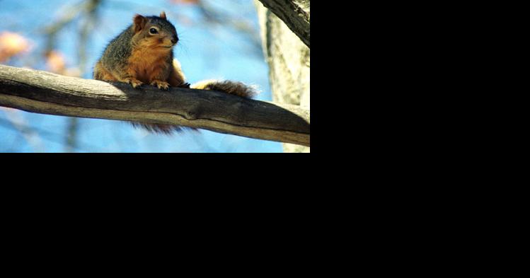 Public Pulse: Squirrel hunting; limits on food regulations - Vimarsana News