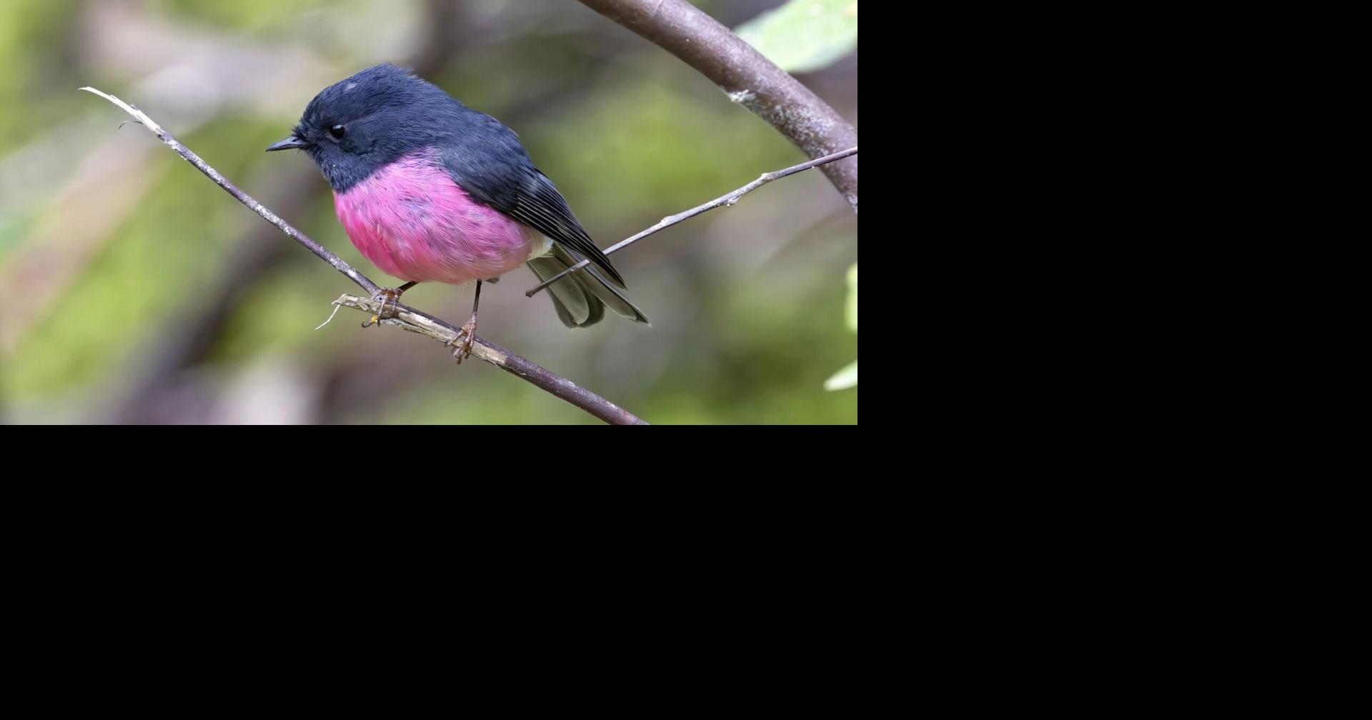 La Vista bird-watcher enjoys productive trip to Australia: 'Every day you ...