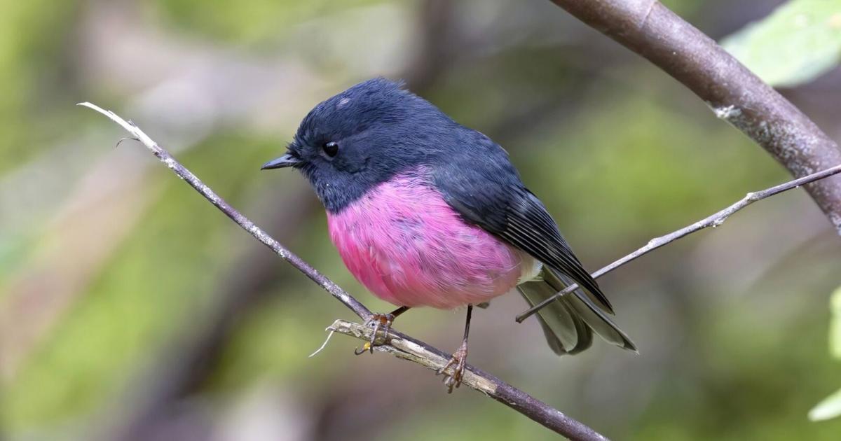 La Vista bird-watcher enjoys productive trip to Australia: 'Every day you ...