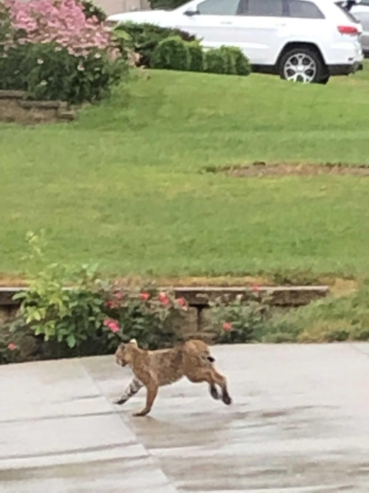 Couple Sees Bobcat Walk Down Sidewalk In Council Bluffs Local News Omaha Com