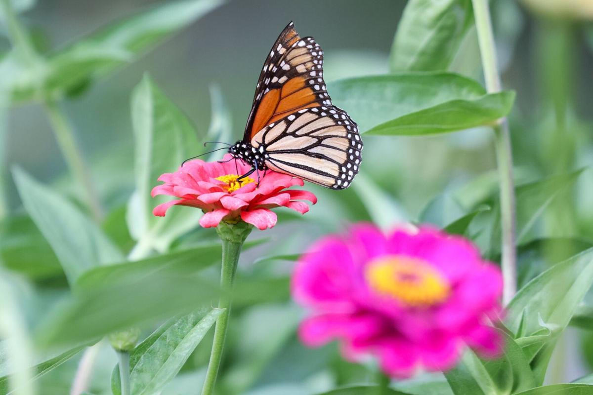 Monarch Butterflies Developing at Hidden Oaks