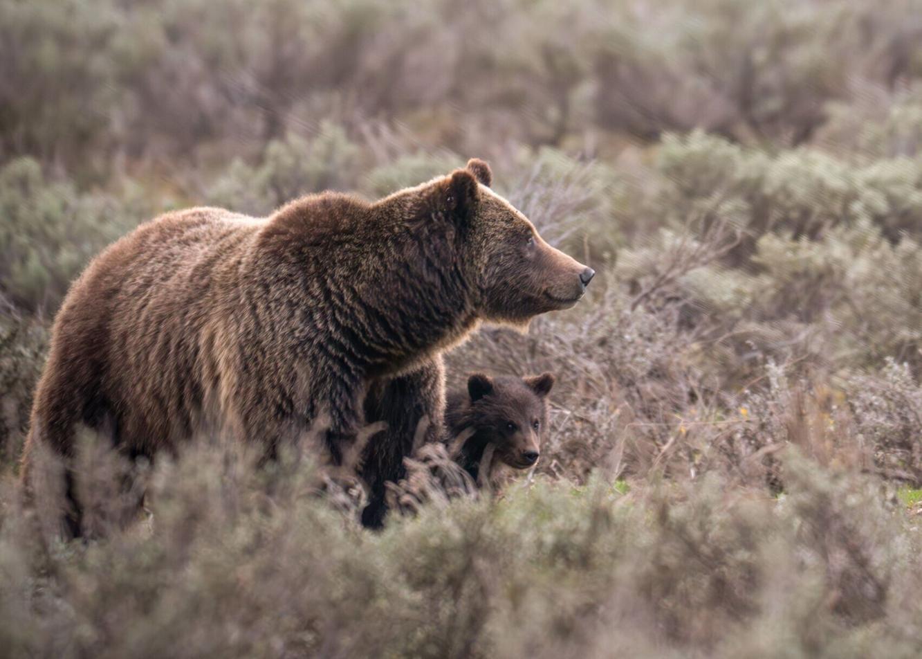 Grand Teton National Park's most famous grizzly killed